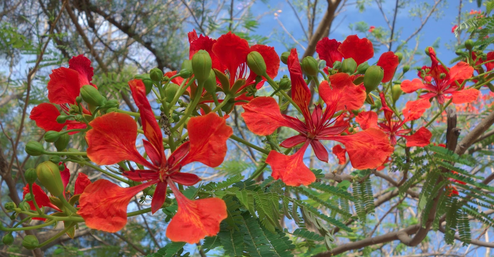 Bekele-Tesemma Useful trees and shrubs for Ethiopia - PlantUse English